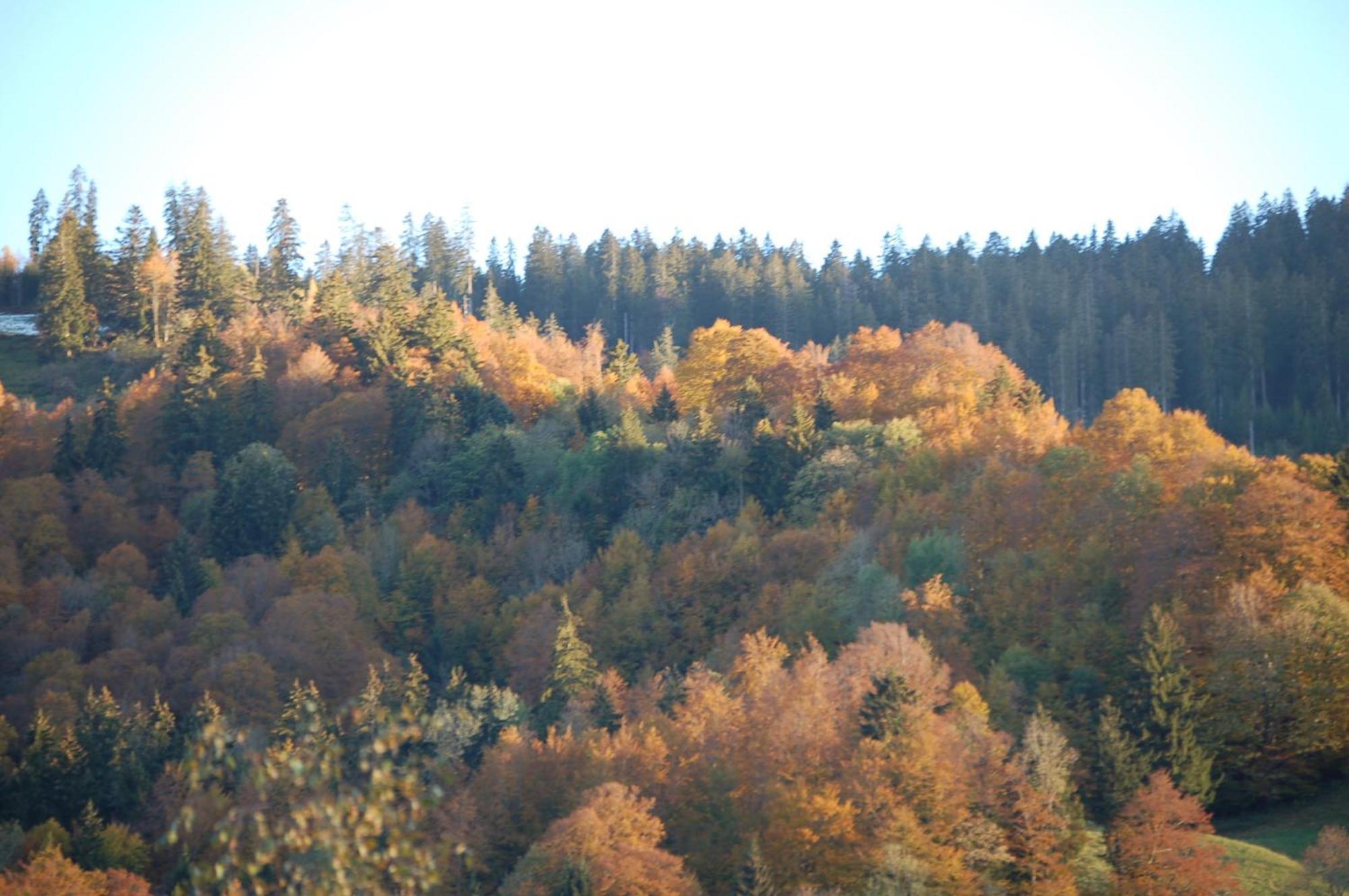 Gasthaus Schaefli Alt St. Johann Bagian luar foto